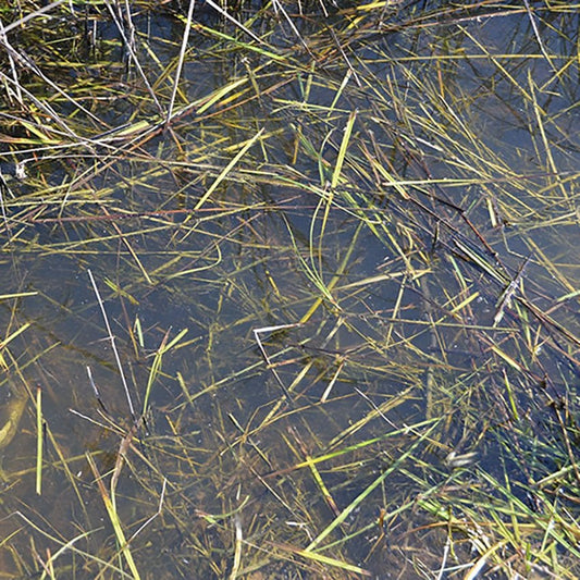 AK Interactive: Still Water (250ml)