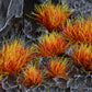 Gamers Grass: Alien Fire 6mm Tuft - Wild