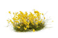 Gamers Grass Yellow Flowers - Wild